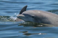 The head of one bottlenose dolphin and the fin of another are visible above turquoise water in the Potomac River 