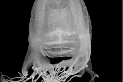 Venomous Box Jelly from South Carolina
