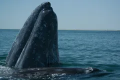 The Whale Sanctuary of El Vizcaino site in Mexico was inscribed on the World Heritage List in 1993. The sanctuary contains important breeding and wintering sites for the grey whale (Eschrichtius robustus&nbsp;- pictured here), harbor seal (Phoca vitulina),