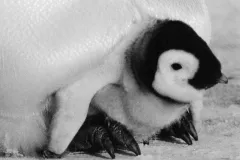 A emperor penguin chick sits under its mother's legs. 