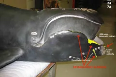 An early scale model of North Atlantic right whale Phoenix that was used to develop a life size model for the Smithsonian shows the location of scars on her mouth from entanglements with fishing gear.