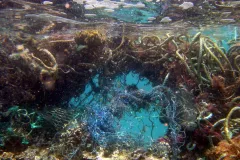 Lost nets become entangled on a coral reef in the NW Hawaiian Islands, doing damage for decades. Wave action on the net breaks pieces of coral off until the net breaks, when it is free to catch on new reefs and do more damage.