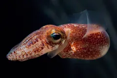 A shimmering bobtail squid.
