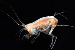 The amphipod Eusirus holmii inhabits sea ice, the water column and the sea floor