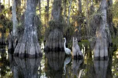 The Everglades National Park in the United States was inscribed on the World Heritage List in 1979. This site is a unique ecosystem created by a shallow, "imperceptible river" 50 miles wide, flowing slowly south to the tip of Florida. The exceptional varie