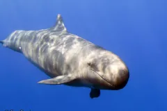 False killer whales form close bonds which can result in them getting stranded in large groups. 