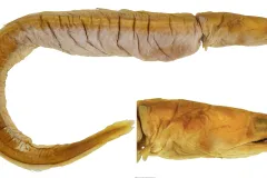 a preserved eel specimen
