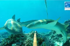 Two nurse sharks hover over a baited cage