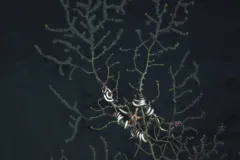 Corals Get Covered: The Gulf oil spill was different from many big oil spills in history because oil spewed from a well in the deep sea instead of leaking onto the ocean's surface. GoMRI scientists have found that oil remains in the deep to this day—and 