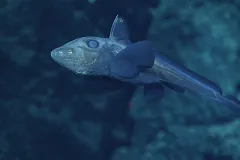 Ghost shark swimming