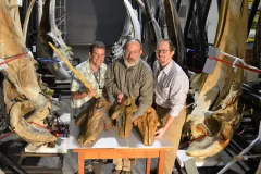 Smithsonian researchers with fossil whale skulls from the group Monodontidae
