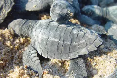 Two baby olive ridley sea turtles. 