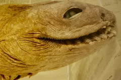 A southern African frilled shark