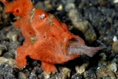 The frogfish is an expert hunter and can eat fish in 6 milliseconds. 