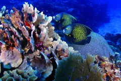 Underwater image of two fish swimming near branching and boulder corals