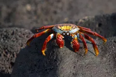 The Galapagos Islands site in Ecuador was inscribed on the World Heritage List in 1978. Located in the equatorial Pacific Ocean nearly 1000 km from South America, the Galapagos Islands and the surrounding marine reserve are a unique "living museum and show
