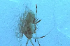 An amphipod within Arctic sea ice. 