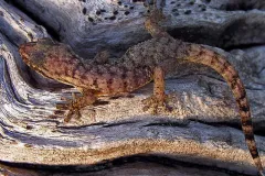 A light brown gecko with medium brown markings, standing on a dead and weathered tree trunk.