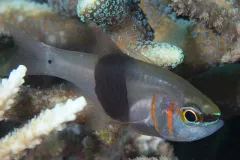 A small gray fish with two orange stripes, hides in between corals. 