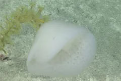 a gelatinous orb on the seafloor