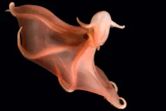 The suckers of this red octopod flash on and off.