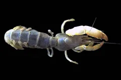 Thalassinidean shrimp (Thalassinidea) build complex burrows deep in the mud.