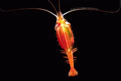 These shrimp-like crustaceans called Gnathophausia are incredibly hardy and only need to eat every few months. 