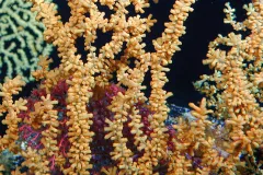 This photograph of Gerardia sp. was taken at the Cross Seamount in the Pacific Ocean at a depth of 400 m (1,312 feet).