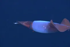 Close-up of Boreo-Atlantic Armhook Squid, Gonatus fabricii. 