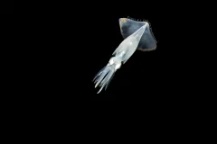 This young Gonatus squid is still translucent, making it tricky for predators to spot it.