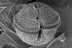 Dinoflagellates are major producers of oxygen in the ocean (and freshwater). But some species can grow out of control, causing a red tide.