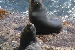 The Gough and Inaccessible Islands site in the United Kingdom was inscribed on the World Heritage List in 1995. The site, located in the south Atlantic, is one of the least-disrupted island and marine ecosystems in the cool temperate zone. The spectacular 