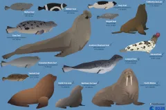 a graphic of seals, sea lion, and a walrus