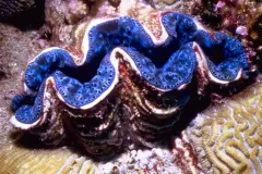 A small giant clam -- yes, that's it's real name -- in Australia's Great Barrier Reef.