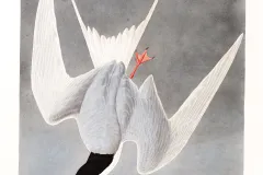 Illustration of the common tern