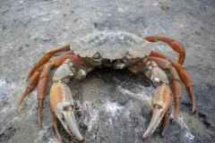 A photo of a solitary European green crab on a sandy substrate.