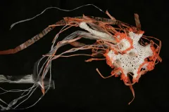 Crochet Jellyfish from the Hyperbolic Crochet Coral Reef