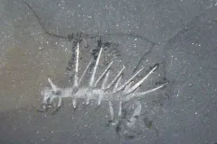 Fossilezed Hallucigenia sparso with large white spines.