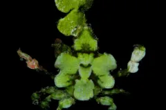 This halimeda crab’s disguise did not fool researchers in Moorea where it was collected.