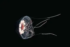 Like a typical jelly, the tentacles of Haliscera biglowi trail behind it as it moves, causing water flow to push small organisms into the path of the jelly’s deadly stinging grip.