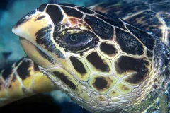 a hawksbill turtle eye