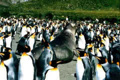 The Heard &amp; McDonald Islands site in Australia was inscribed on the World Heritage List in 1997. As the only volcanically active sub-Antarctic islands, Heard and McDonald provide the opportunity to observe ongoing geomorphic processes and glacial dynam