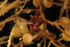 The Sargassum frogfish is a small but voracious predator - it can ingest animals up to it’s own size!