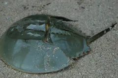 With seven pairs of legs, nine eyes, and shells the shape of flying saucers, horseshoe crabs look like aliens from the deep.