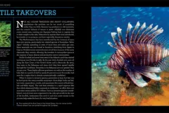Photo Spread with lionfish from Citizens of the Sea