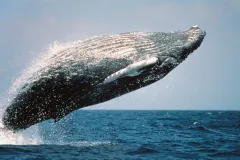 A humpback whale breaching. 