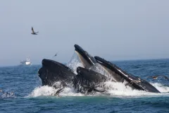 two humpback whales breach the surface with their mouths gaping and seabirds fly around