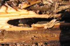 When water conditions deteriorate, the rivulus fish can live temporarily out of water.