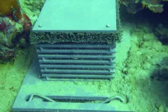 The Autonomous Reef Monitoring Structure was developed to help scientists study coral reef diversity and have now been adopted broadly to study diversity around the world.