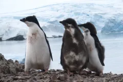 Three juvenile Adélie  penguins 